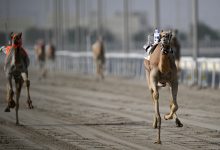 مهرجان خادم الحرمين للهجن