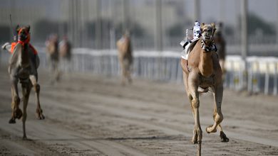 مهرجان خادم الحرمين للهجن