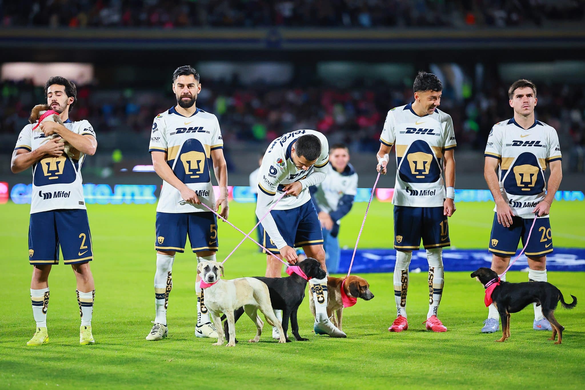 Pumas Liga MX que necesita para los Playoffs